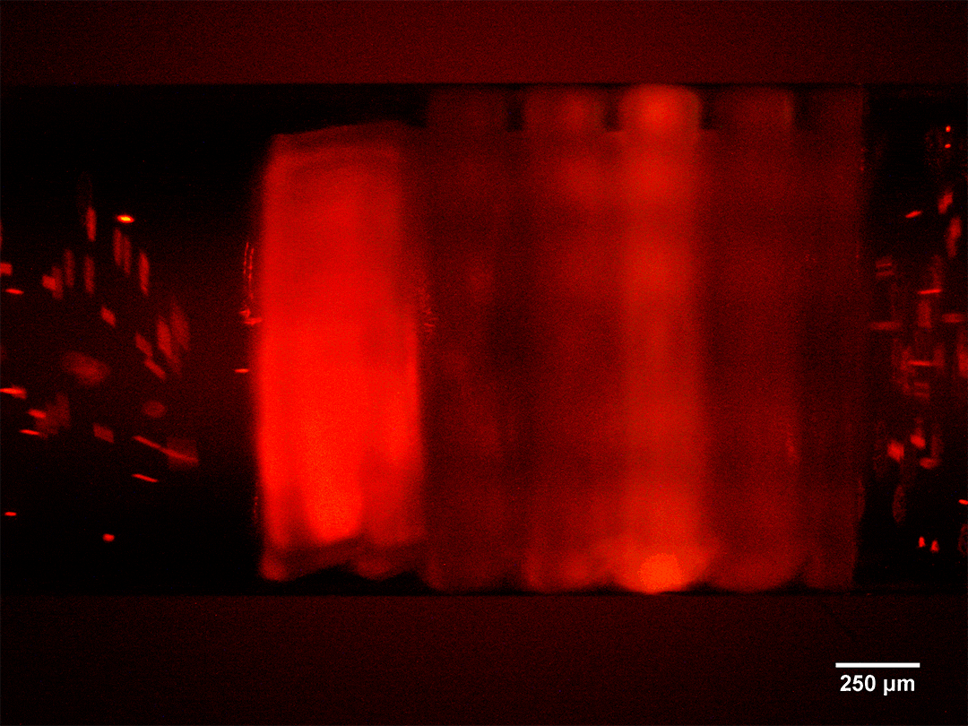 Prellis Biologics Achieves Unprecedented Speed and Resolution in 3D Printing of Human Tissue With Capillaries